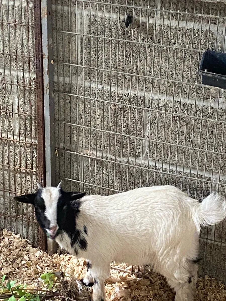 Female Pygmy Goat - Image 2