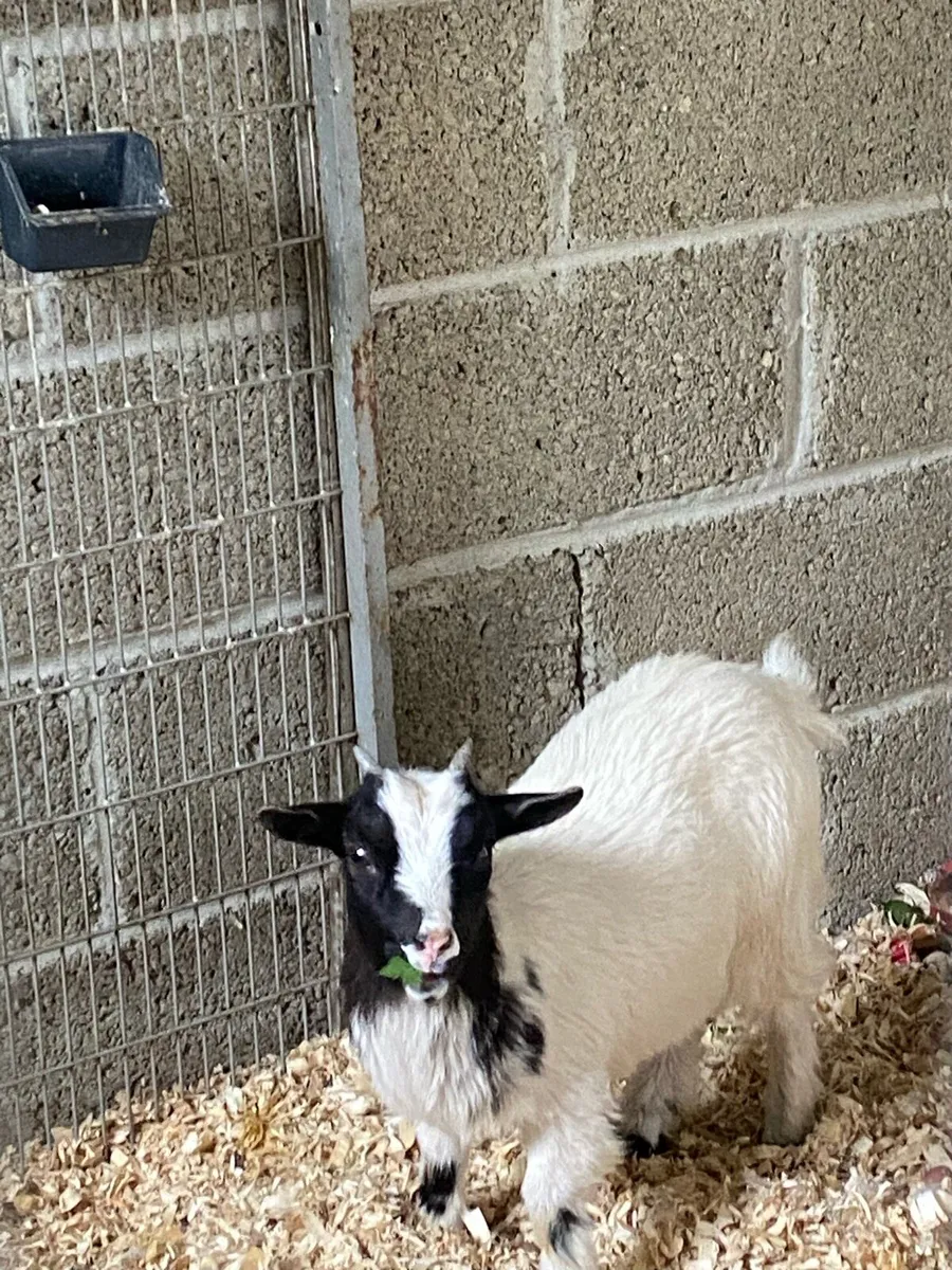 Female Pygmy Goat - Image 3