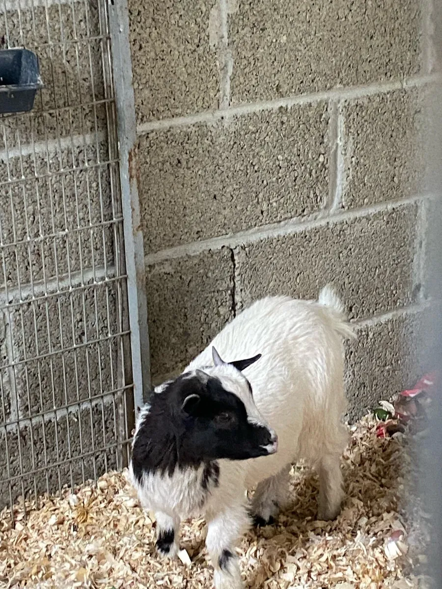 Female Pygmy Goat - Image 4