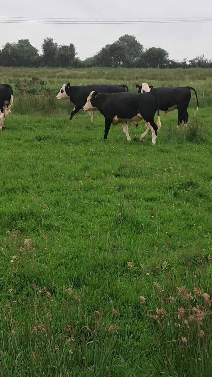 Hereford bullocks - Image 2