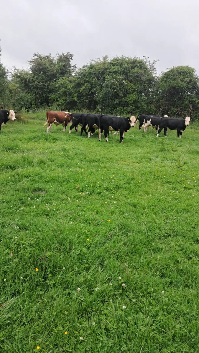 Hereford bullocks - Image 3