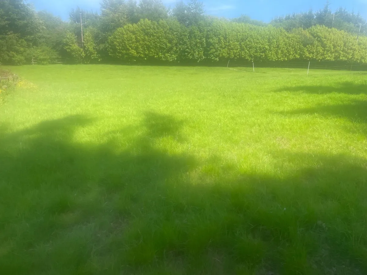 Grazing for horses - Image 4