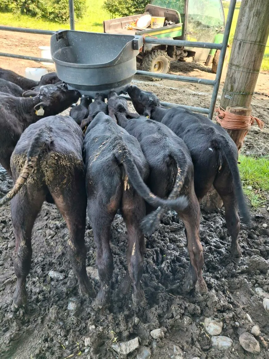 Calves - Image 1