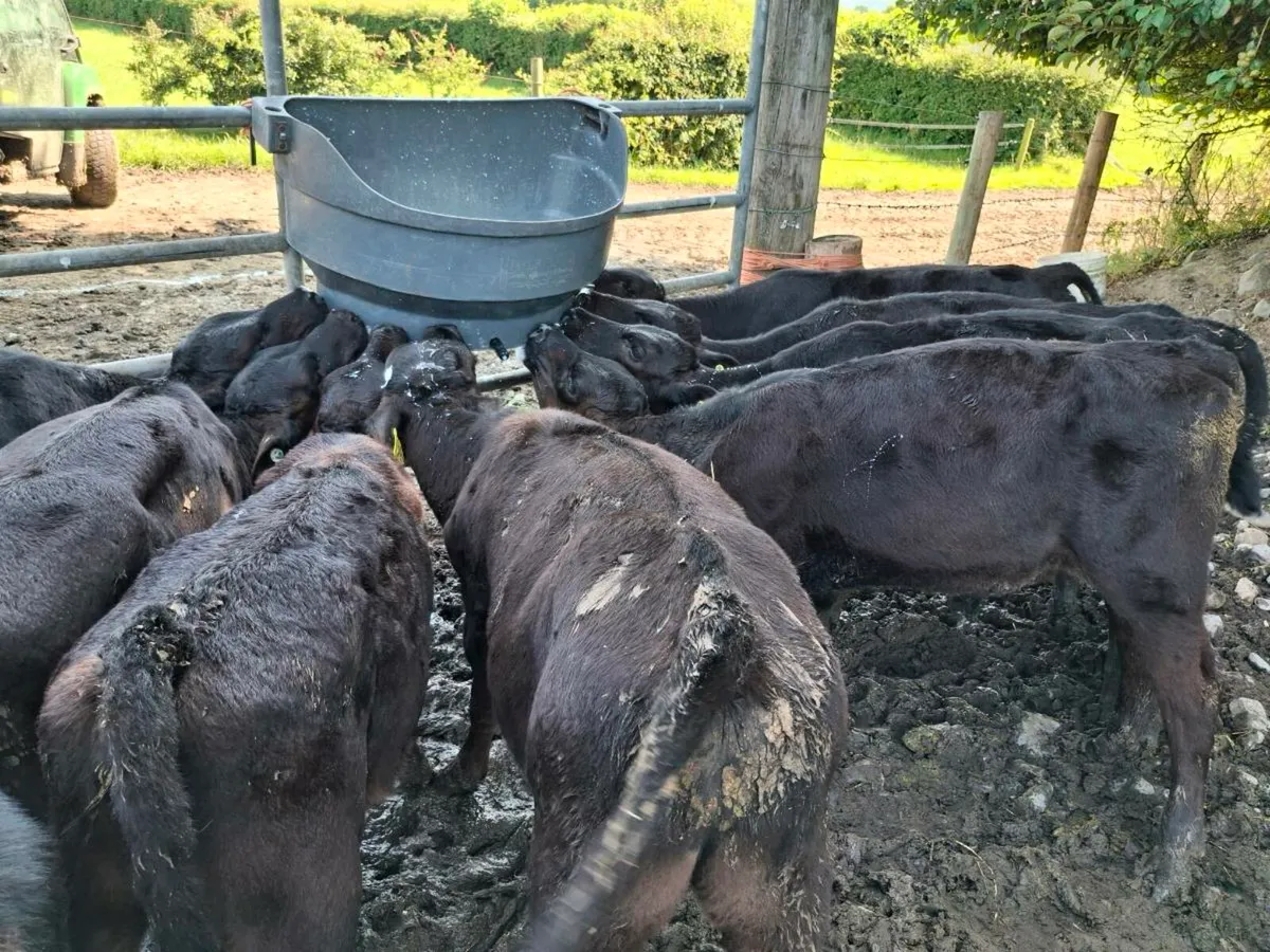 Calves - Image 2