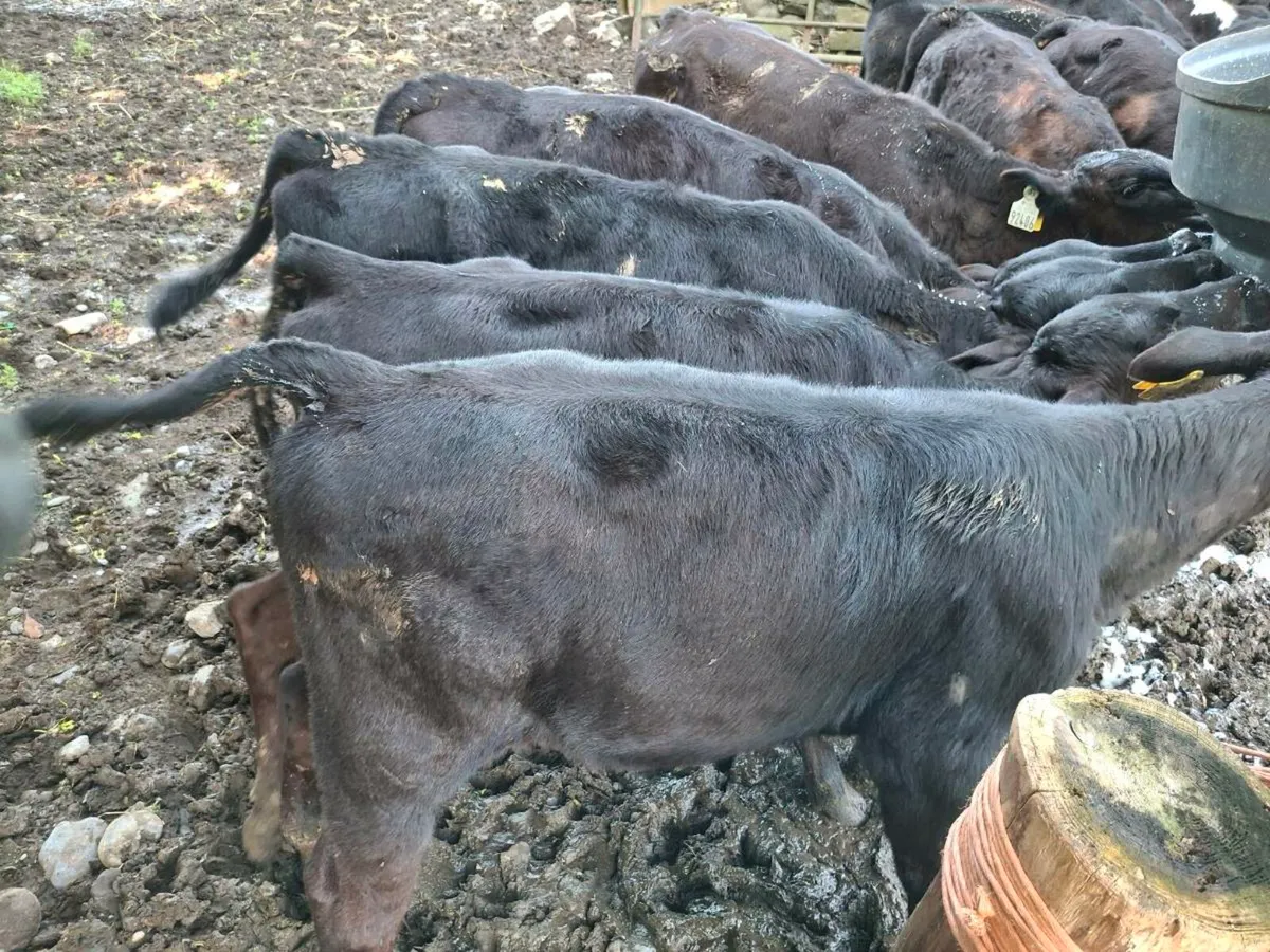 Calves - Image 3
