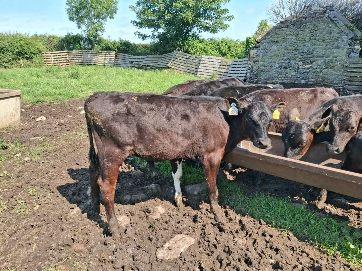 Calves - Image 4