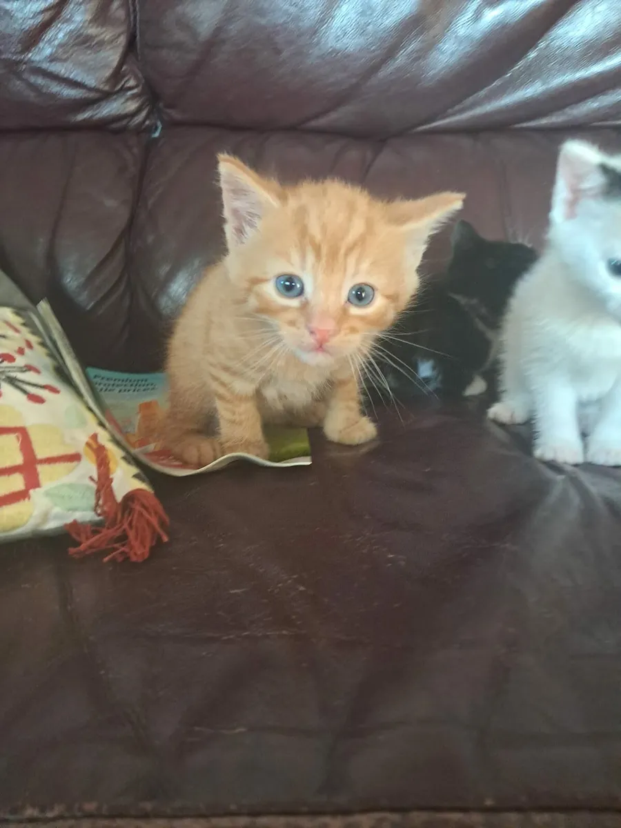 Kitten - Image 2