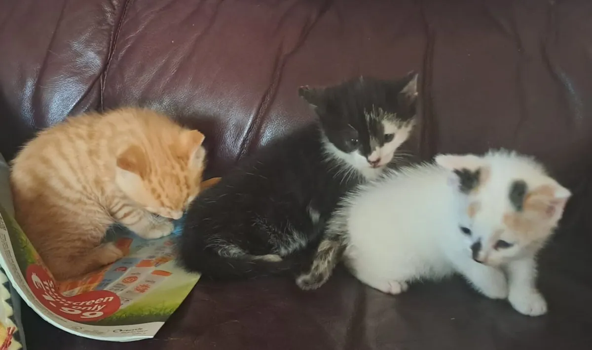 Kitten - Image 1