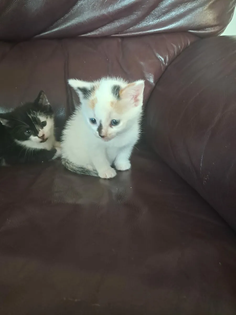 Kitten - Image 3