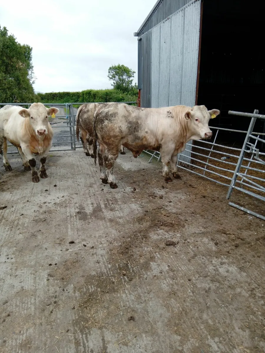 Pedigree Charolais Bulls For Sale - Image 1