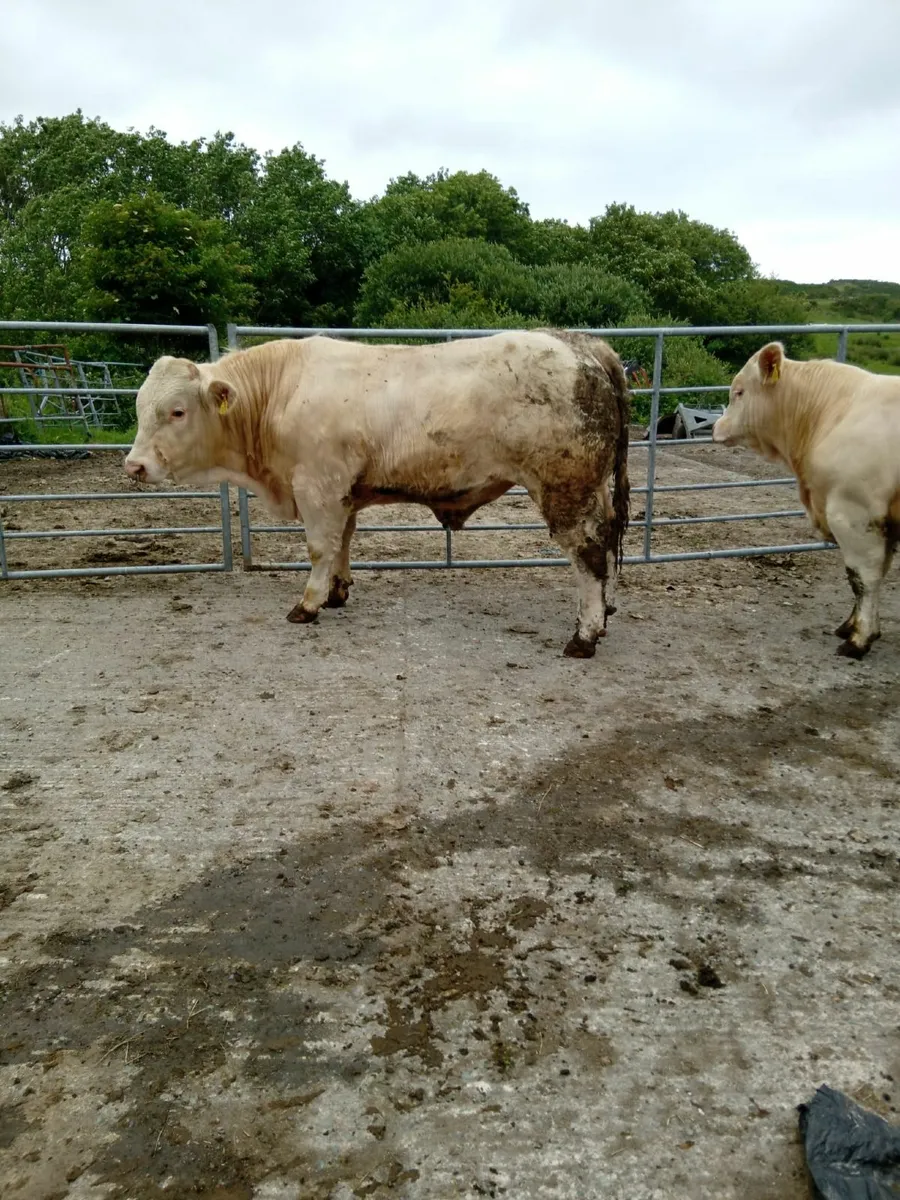 Pedigree Charolais Bulls For Sale - Image 2