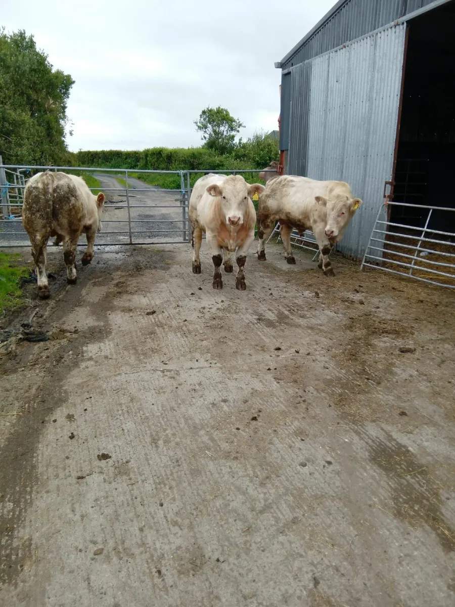 Pedigree Charolais Bulls For Sale - Image 3