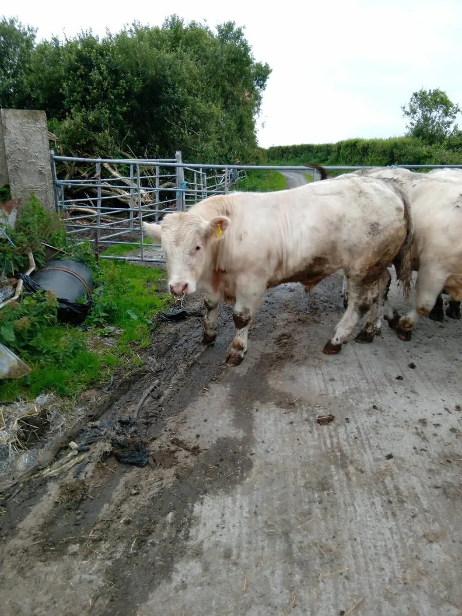 Pedigree Charolais Bulls For Sale - Image 4