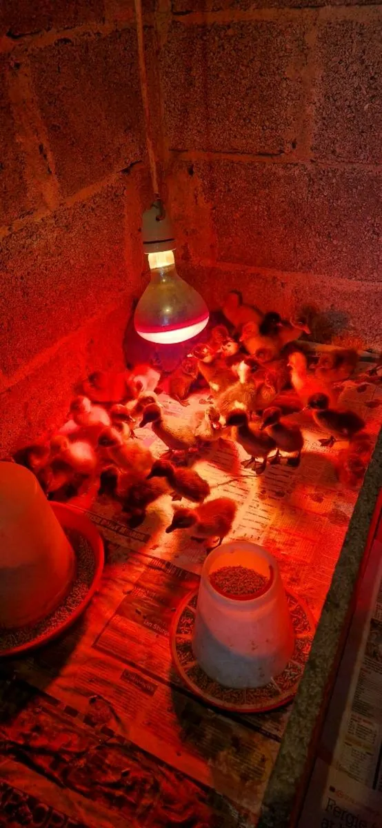 Indian runner ducklings - Image 2