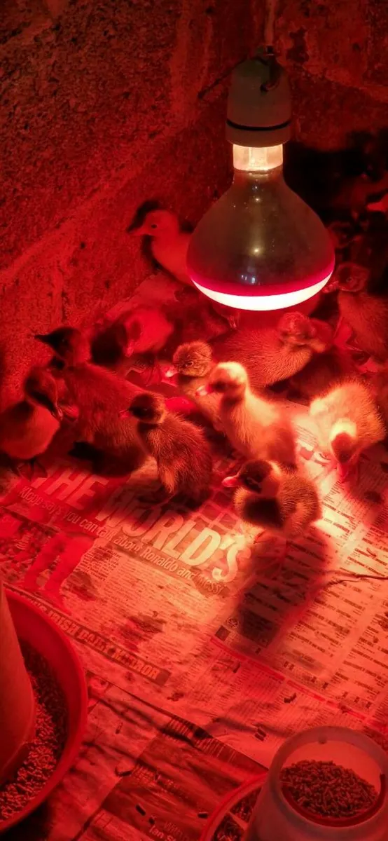 Indian runner ducklings - Image 3