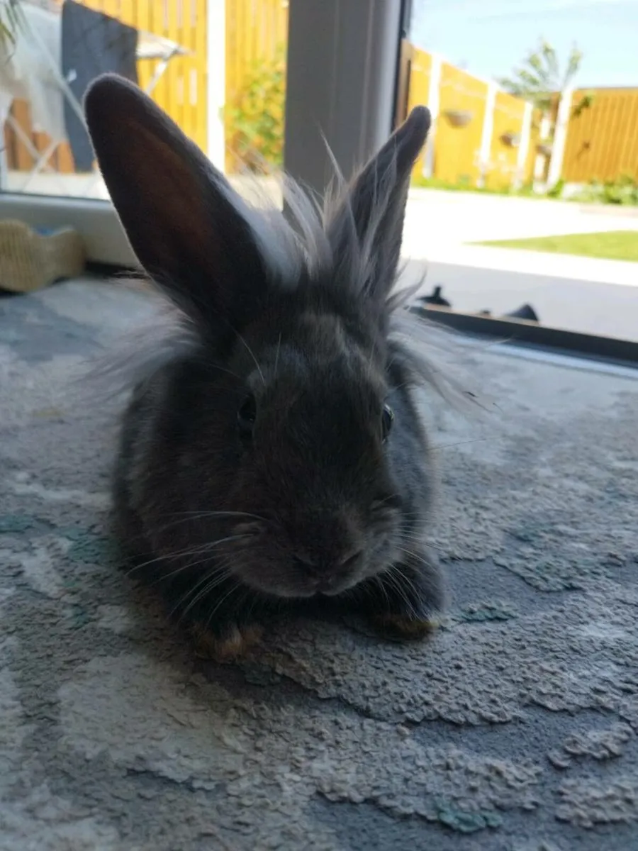 Rabbit - Image 1