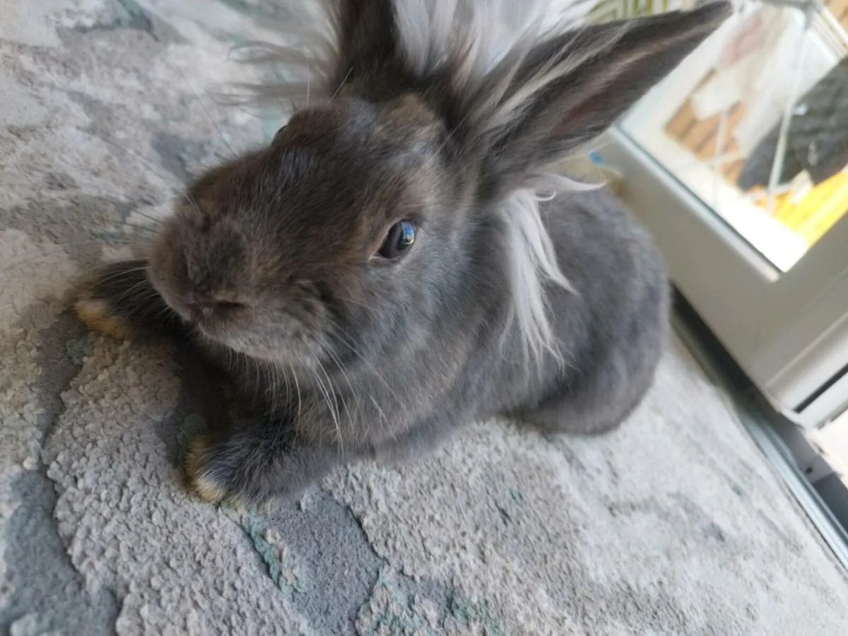 Rabbit - Image 3