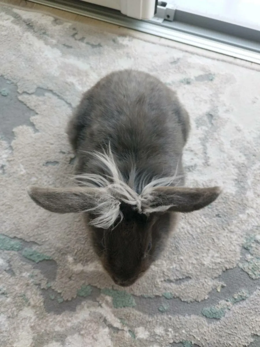 Rabbit - Image 4