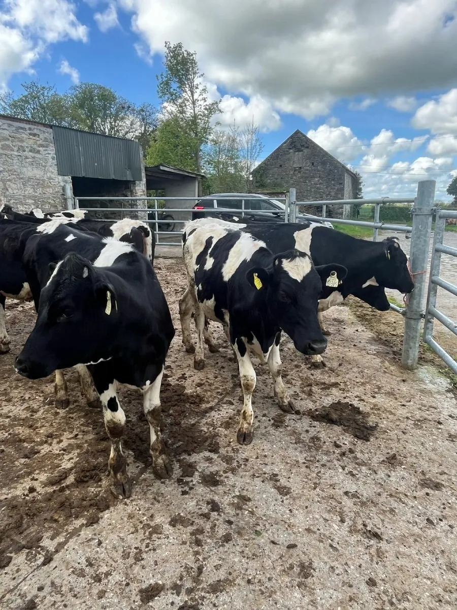 Dairy Heifers - Image 1