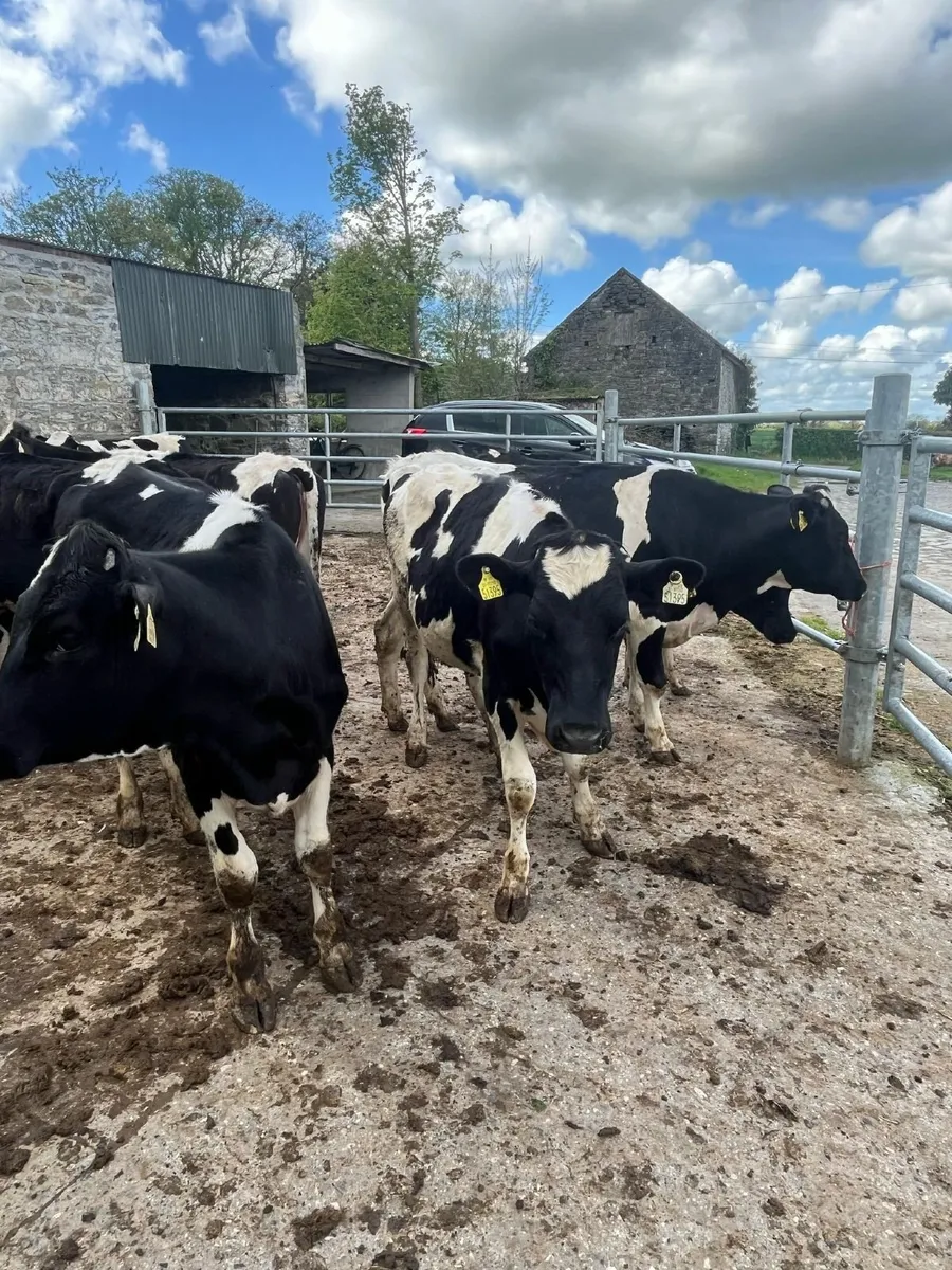 Dairy Heifers - Image 3