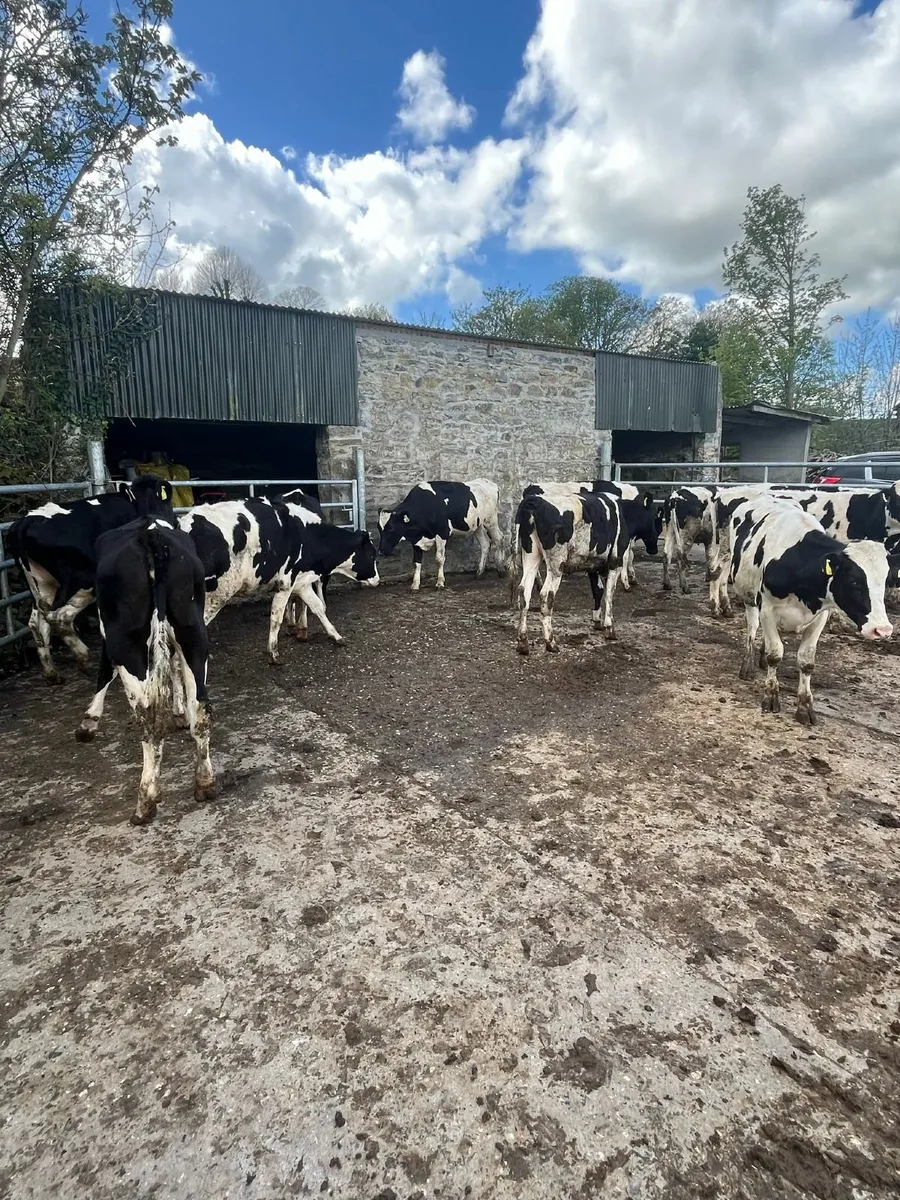 Dairy Heifers - Image 4
