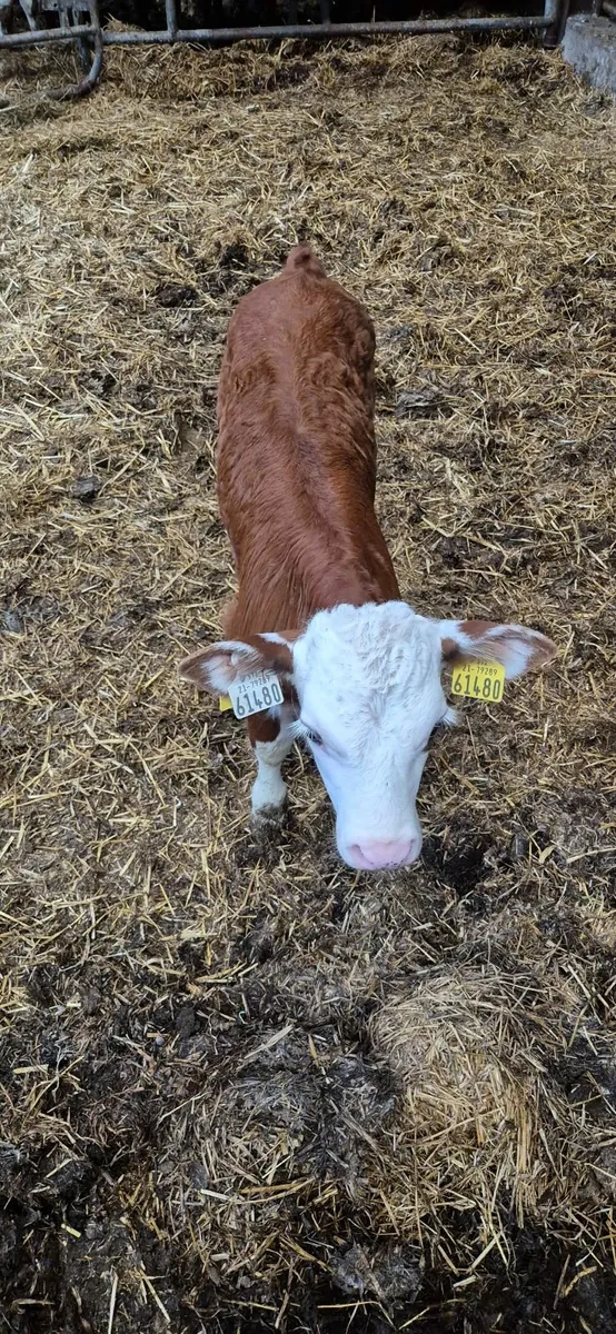 Calf - Image 3