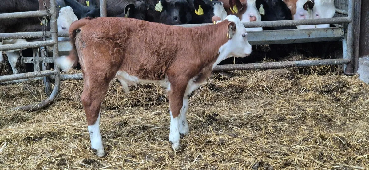 Calf - Image 4
