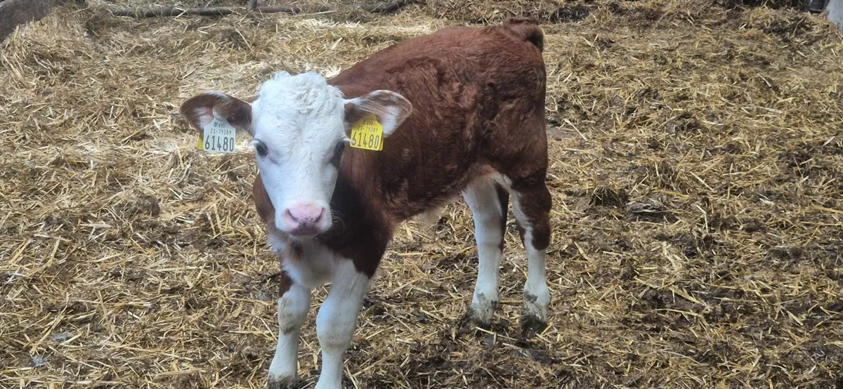 Calf - Image 1