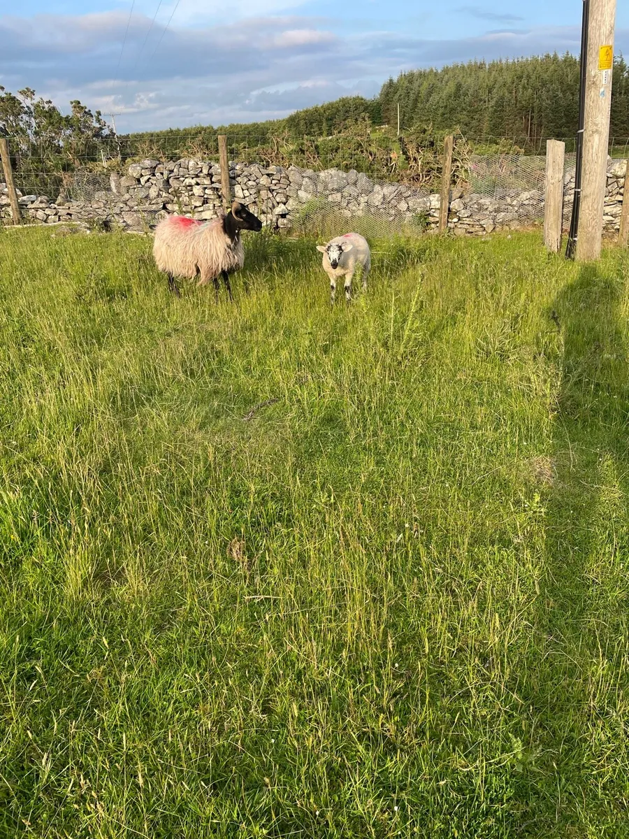 Blackfaced Mountain Ewes & lambs - Image 1