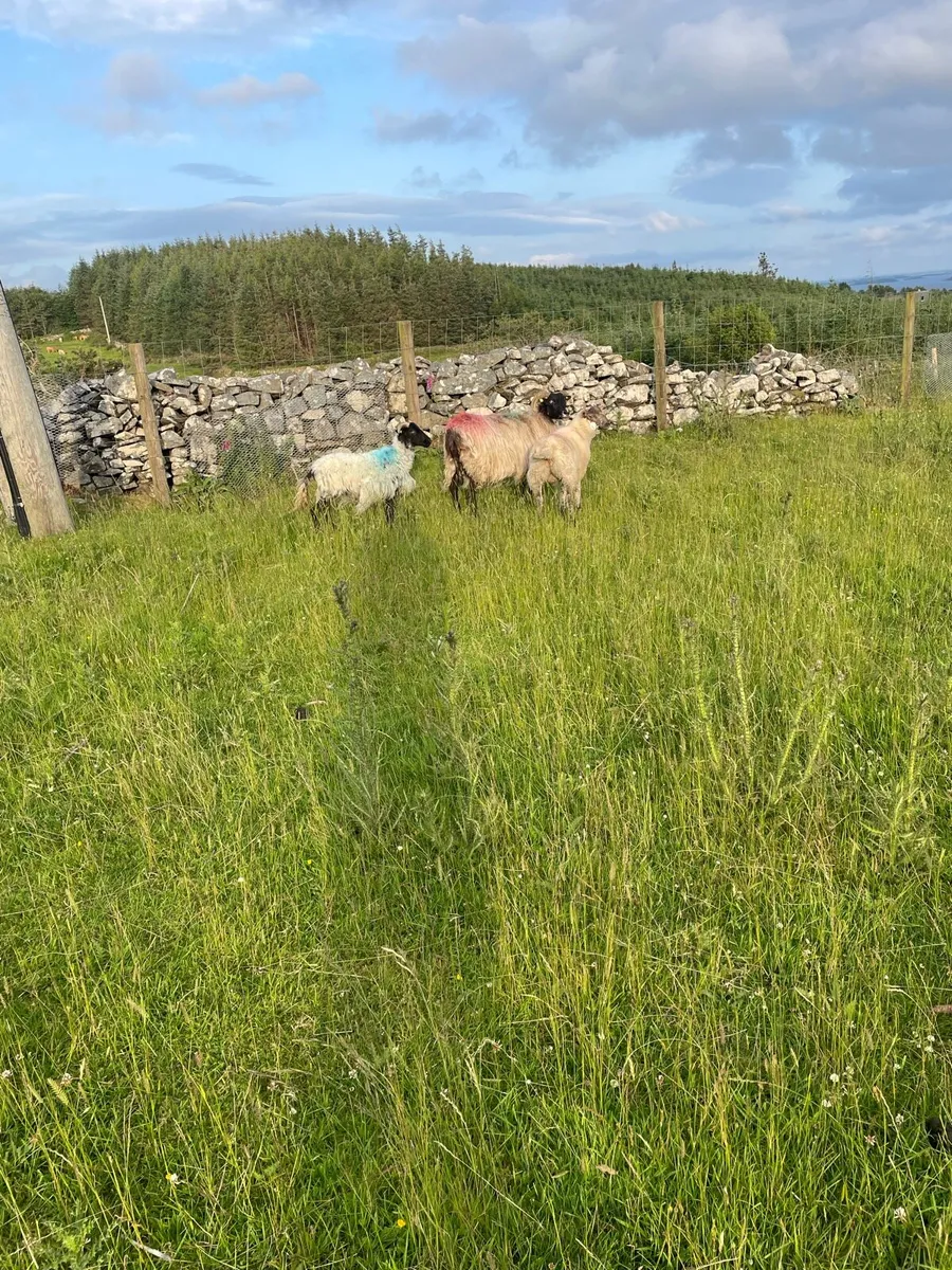 Blackfaced Mountain Ewes & lambs - Image 2