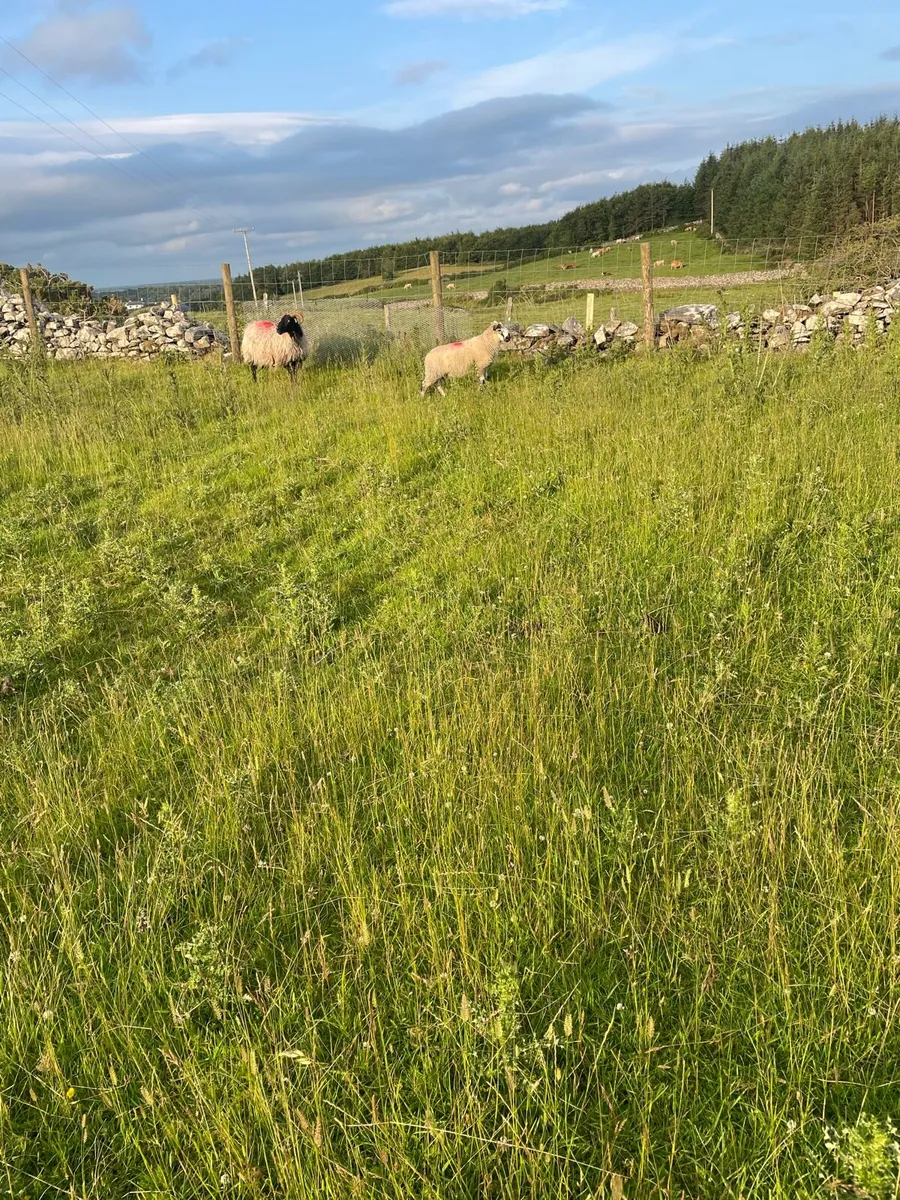Blackfaced Mountain Ewes & lambs - Image 3