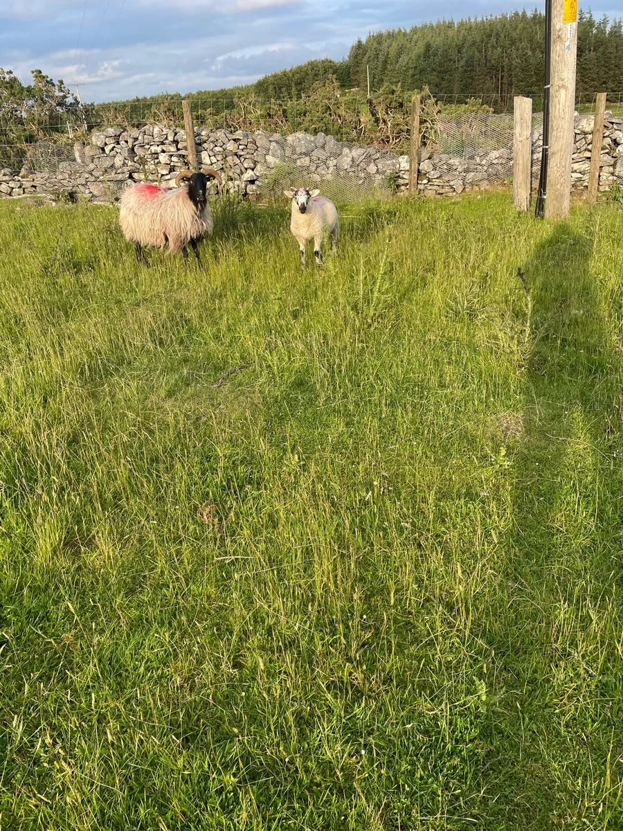 Blackfaced Mountain Ewes & lambs - Image 4