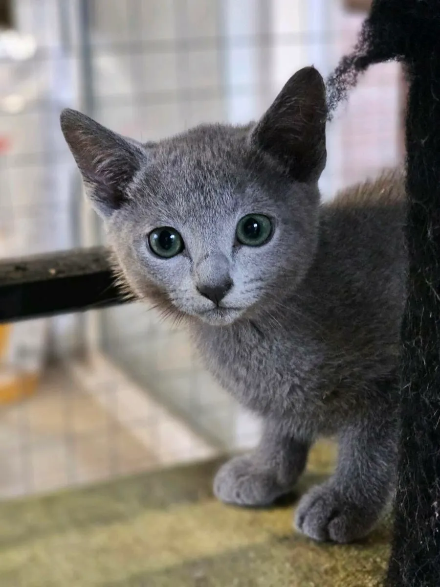 Russian Blue girl available.  Pedigree and reg - Image 1