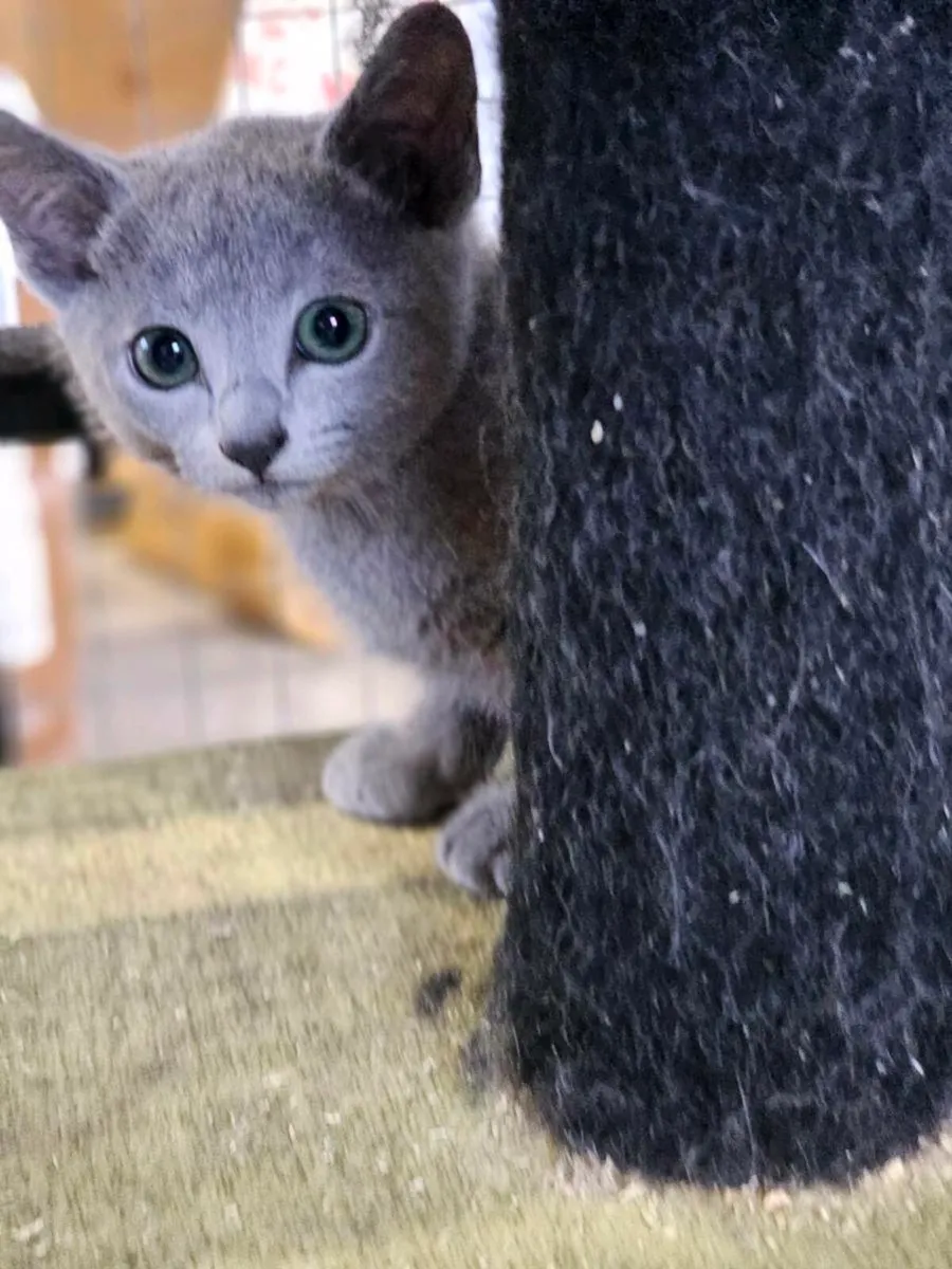 Russian Blue girl available.  Pedigree and reg - Image 4