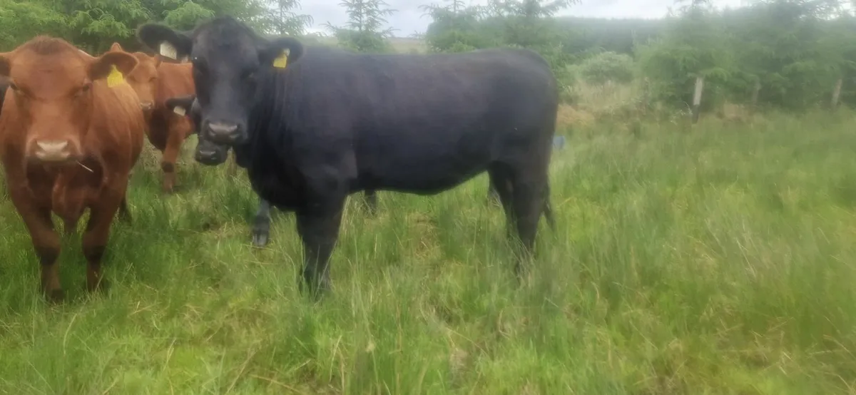 PBR Angus Heifers - Image 2