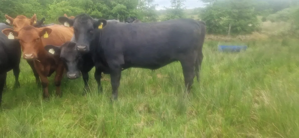 PBR Angus Heifers - Image 3