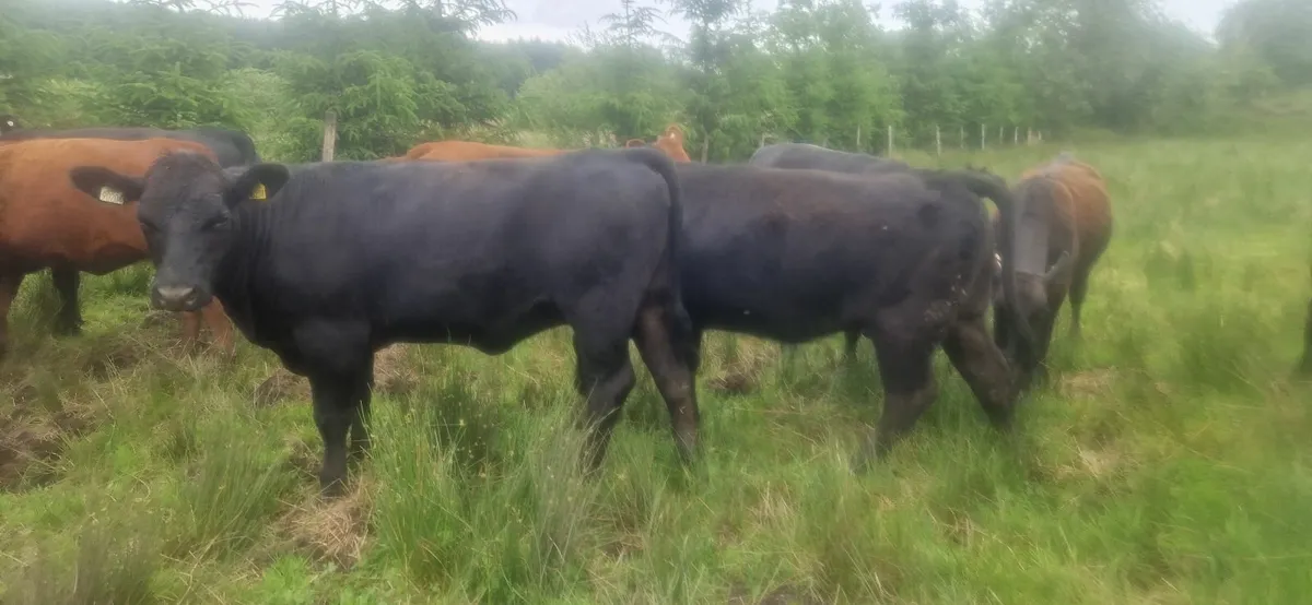 PBR Angus Heifers - Image 4