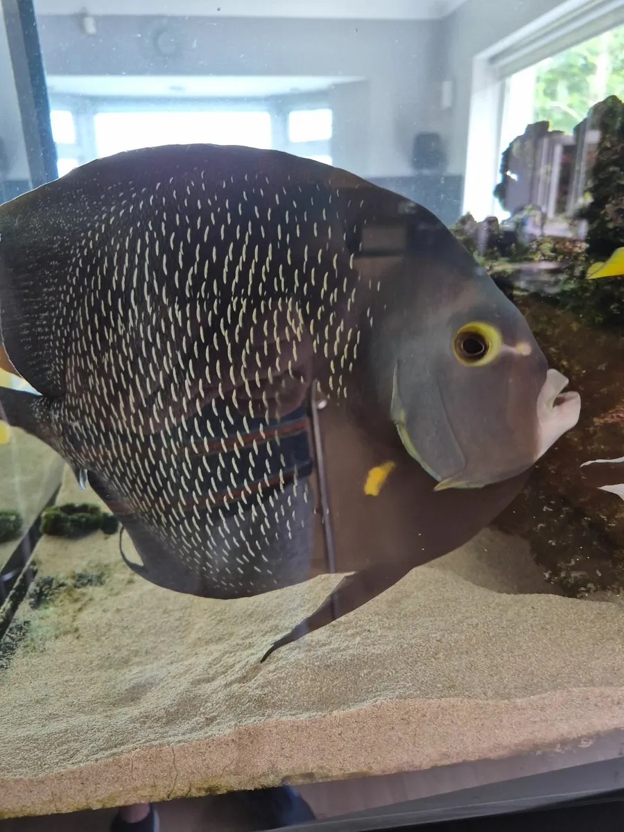 Fish - Image 1