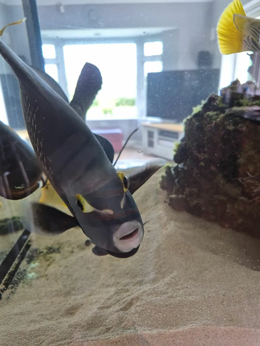 Fish - Image 2