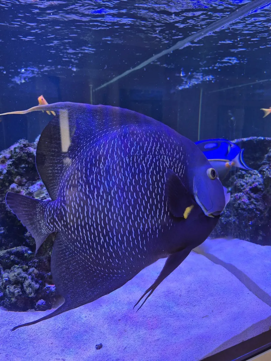 Fish - Image 3
