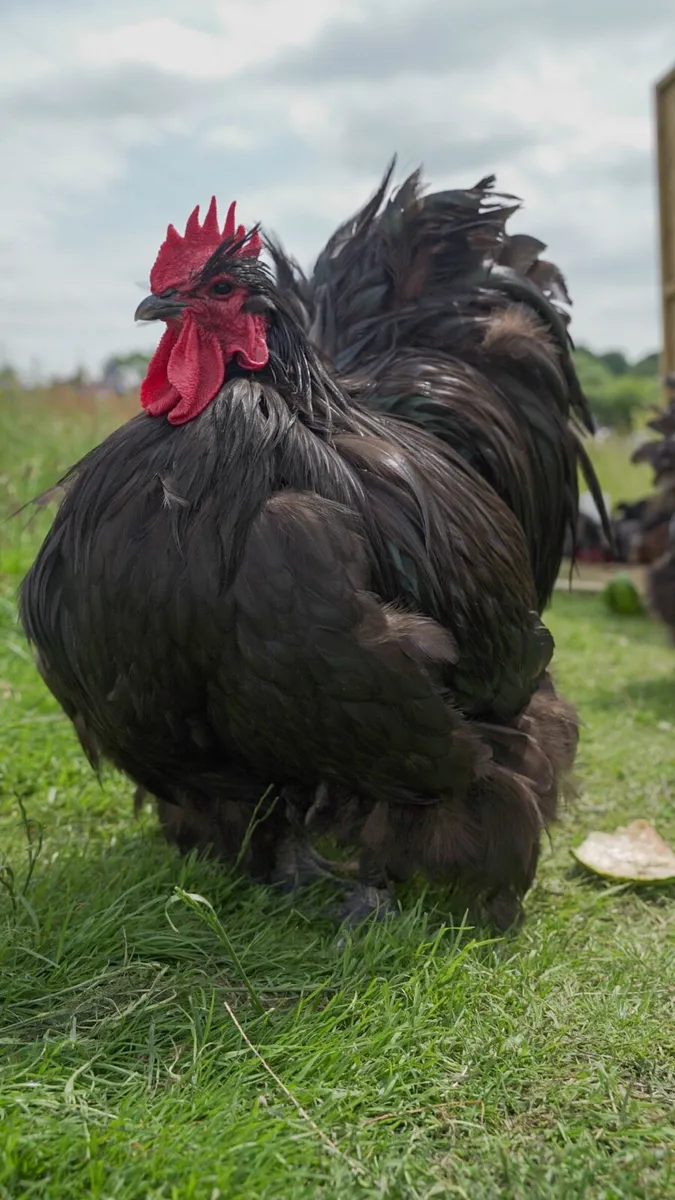 Black, Blue Orpington Chicks & Pekin chicks & …….. - Image 2