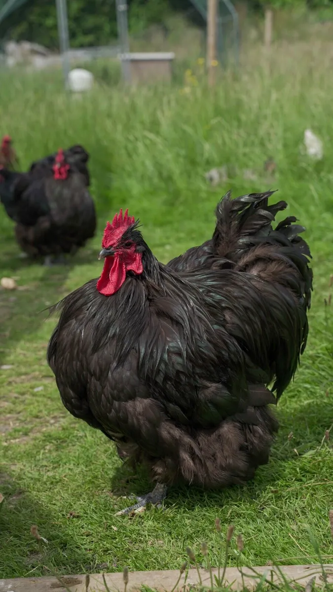 Black, Blue Orpington Chicks & Pekin chicks & …….. - Image 1