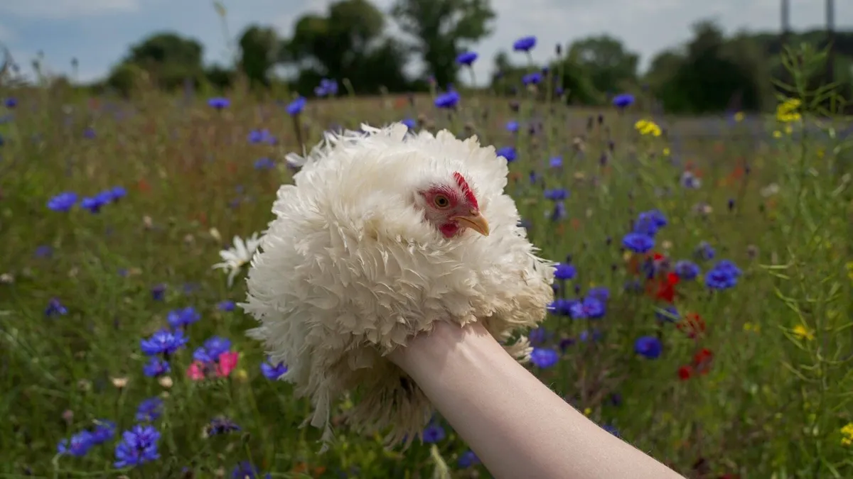 Black, Blue Orpington Chicks & Pekin chicks & …….. - Image 3
