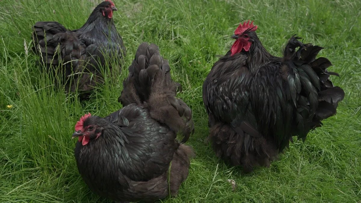 Orpingtons, Wyandottes & Pekin Pairs & pullets - Image 2
