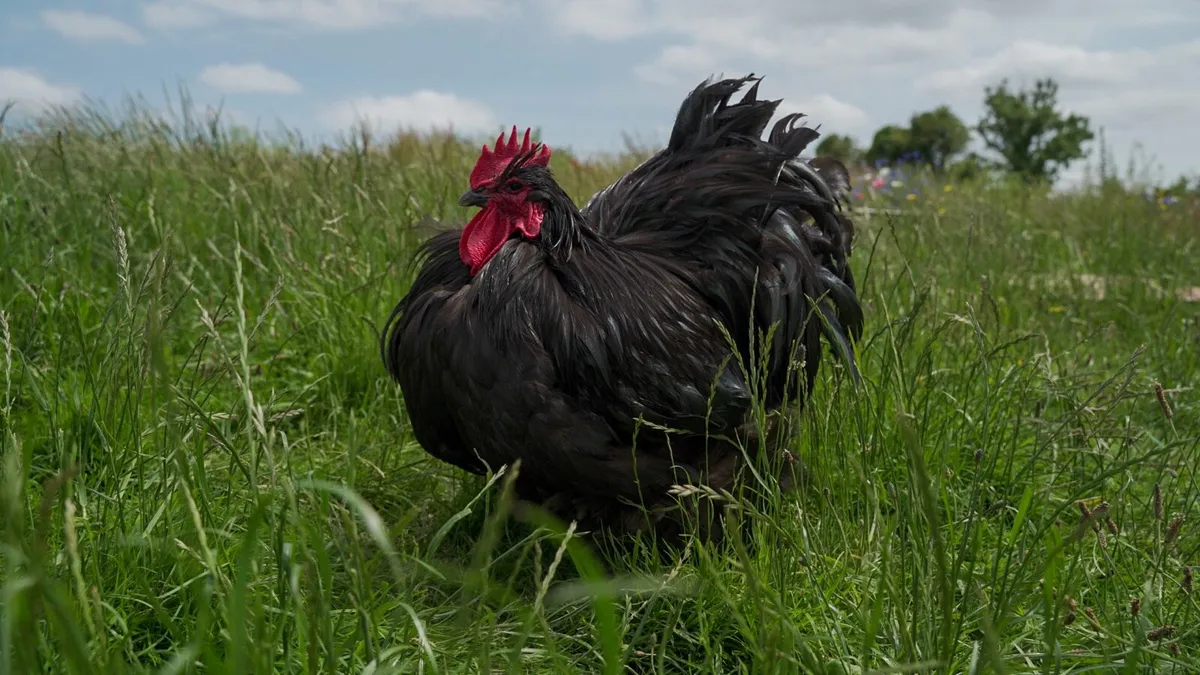 Orpingtons, Wyandottes & Pekin Pairs & pullets - Image 3