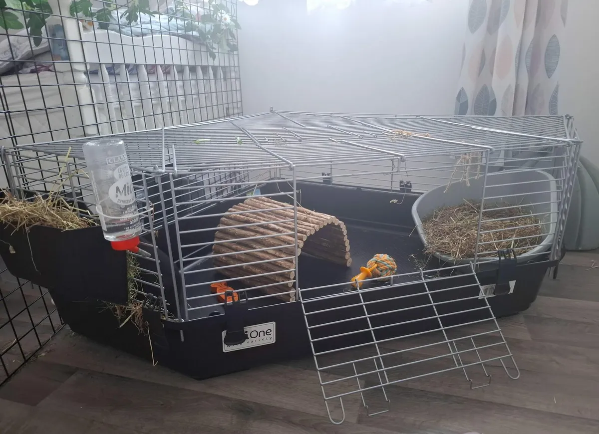 Rabbit - Image 1