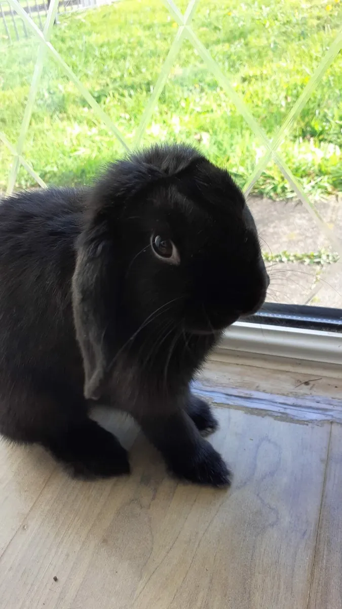 Rabbit - Image 2