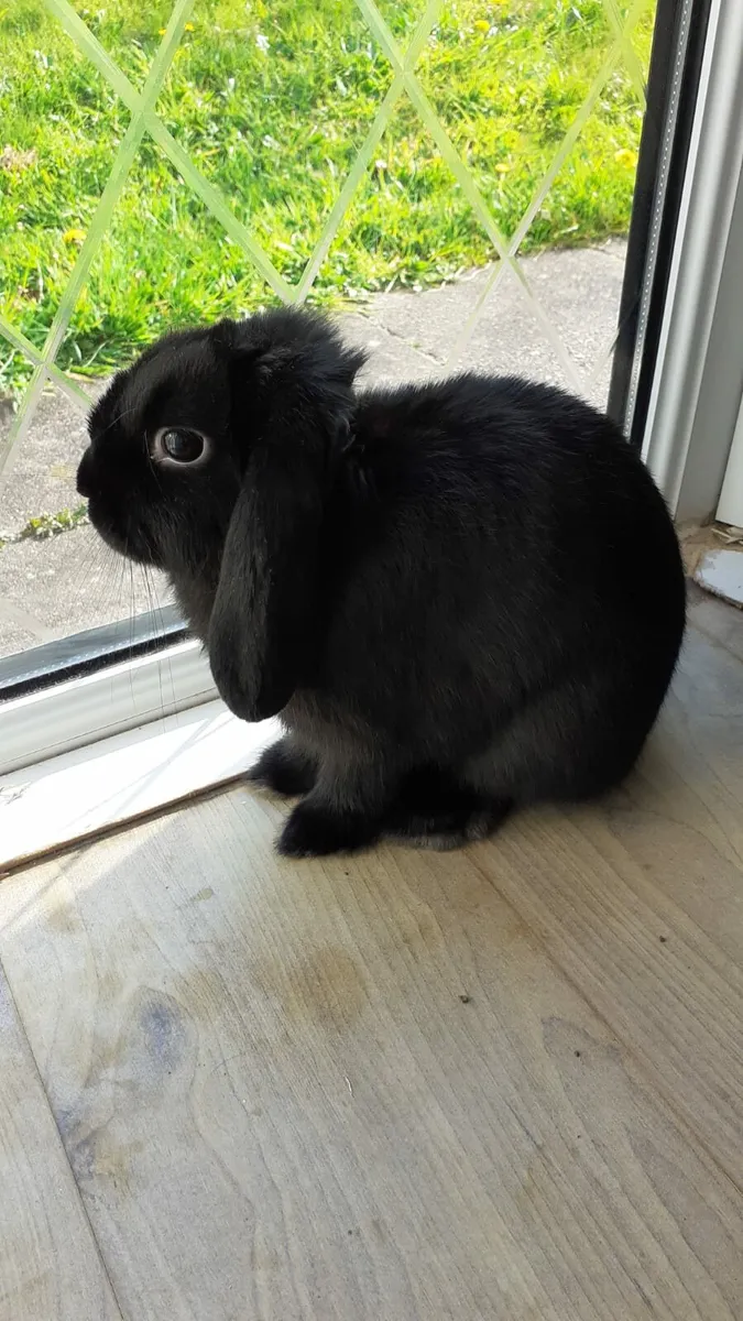 Rabbit - Image 3