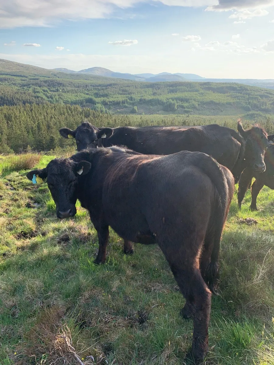 Organic Angus Heifers - Image 1