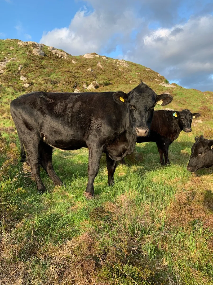 Organic Angus Heifers - Image 2